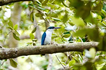 ナンヨウショウビン Sungei Buloh Wetland Reserve 2019年1月26日(土)