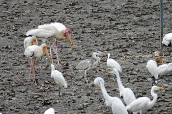 アオサギ Sungei Buloh Wetland Reserve 2019年1月26日(土)