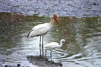 コサギ Sungei Buloh Wetland Reserve 2019年1月26日(土)