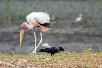 イエガラス Sungei Buloh Wetland Reserve 2019年1月26日(土)