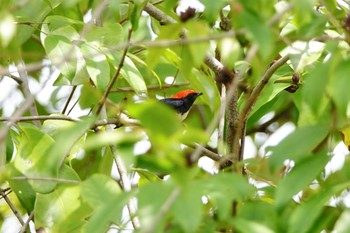 Scarlet-backed Flowerpecker Sungei Buloh Wetland Reserve Sat, 1/26/2019