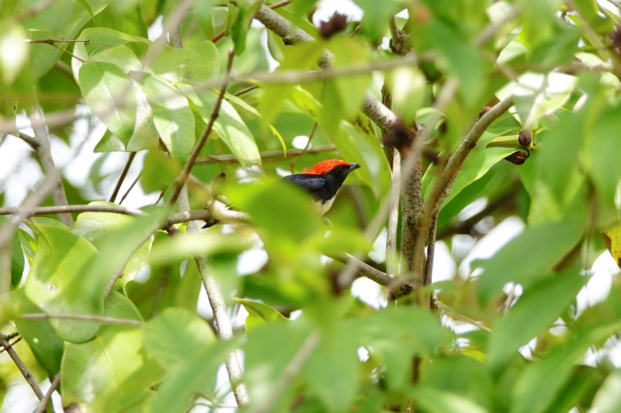 Sungei Buloh Wetland Reserve セアカハナドリの写真 by のどか