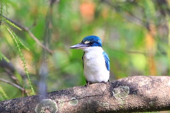 2018年11月29日(木) サイゴン動植物園の野鳥観察記録