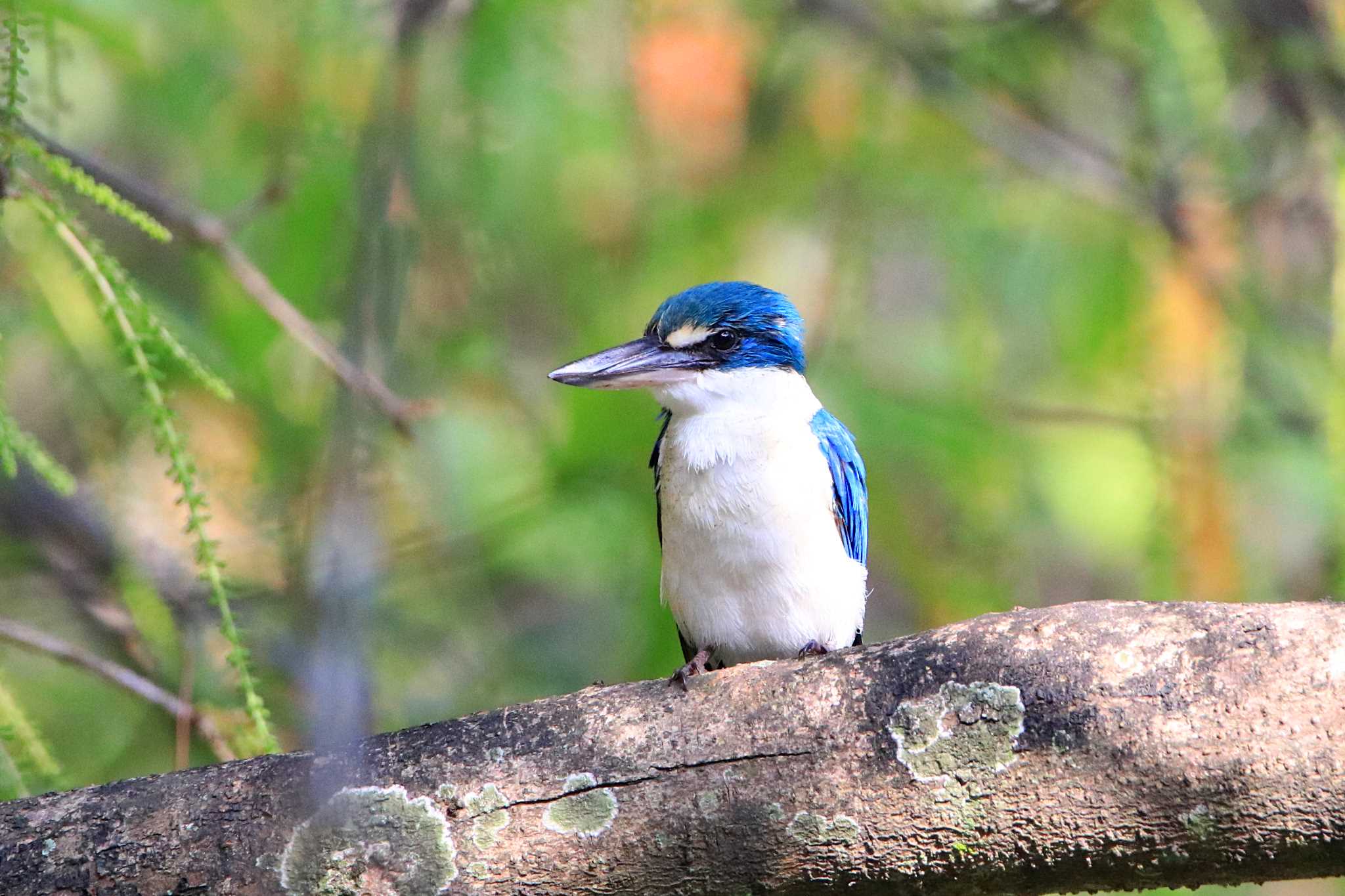 Collared Kingfisher