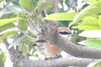 モズ 本牧公園 2019年2月5日(火)