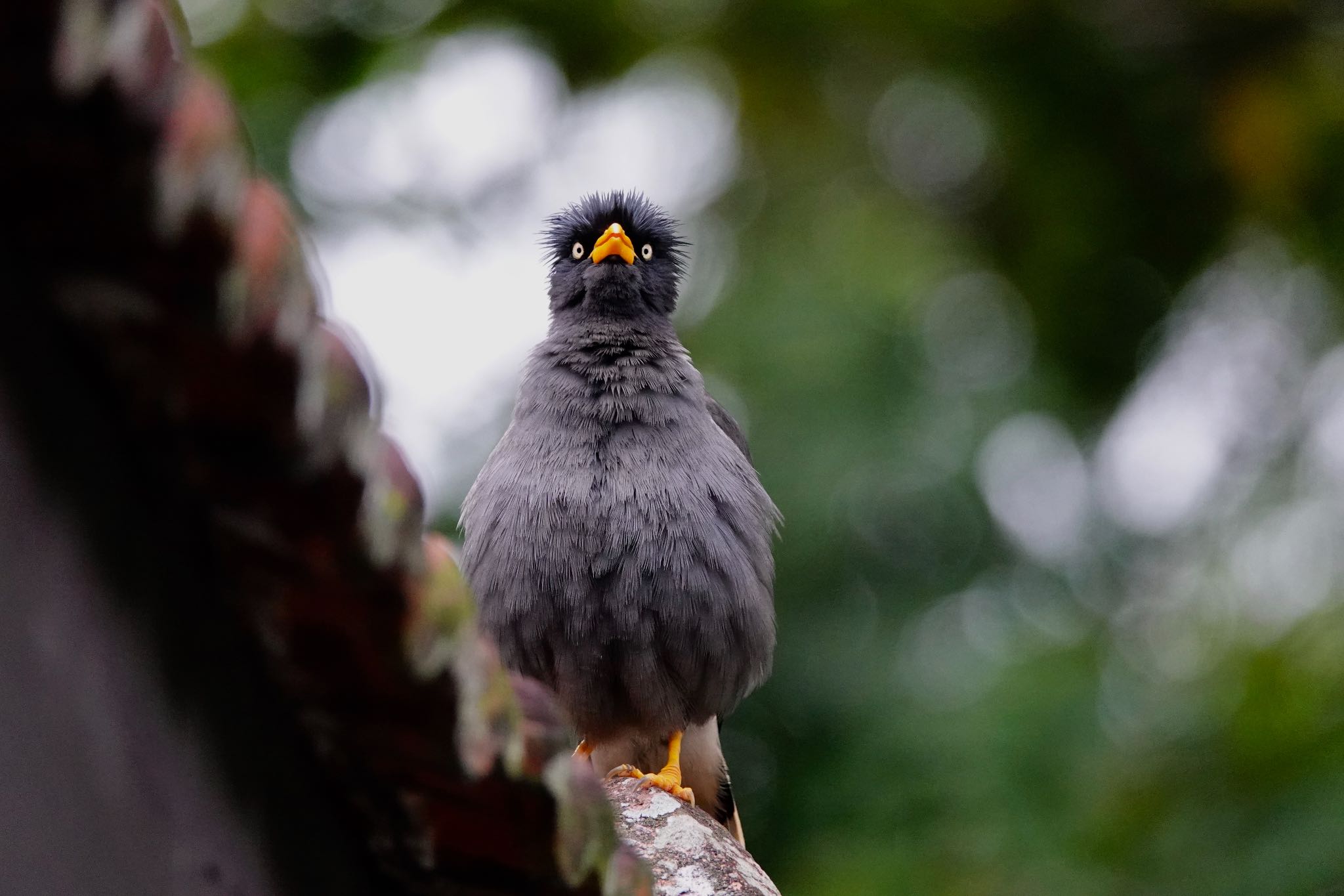 Sungei Buloh Wetland Reserve ジャワハッカの写真 by のどか