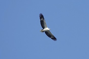 シロハラウミワシ Sungei Buloh Wetland Reserve 2019年1月26日(土)