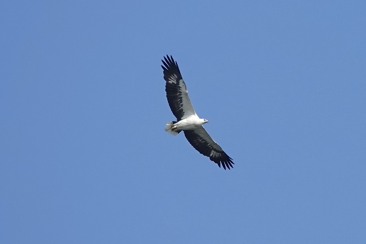 Sungei Buloh Wetland Reserve シロハラウミワシの写真 by のどか