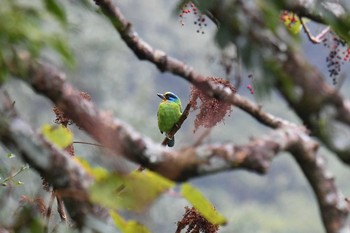 Taiwan Barbet 大雪山国家森林遊楽区 Fri, 1/18/2019