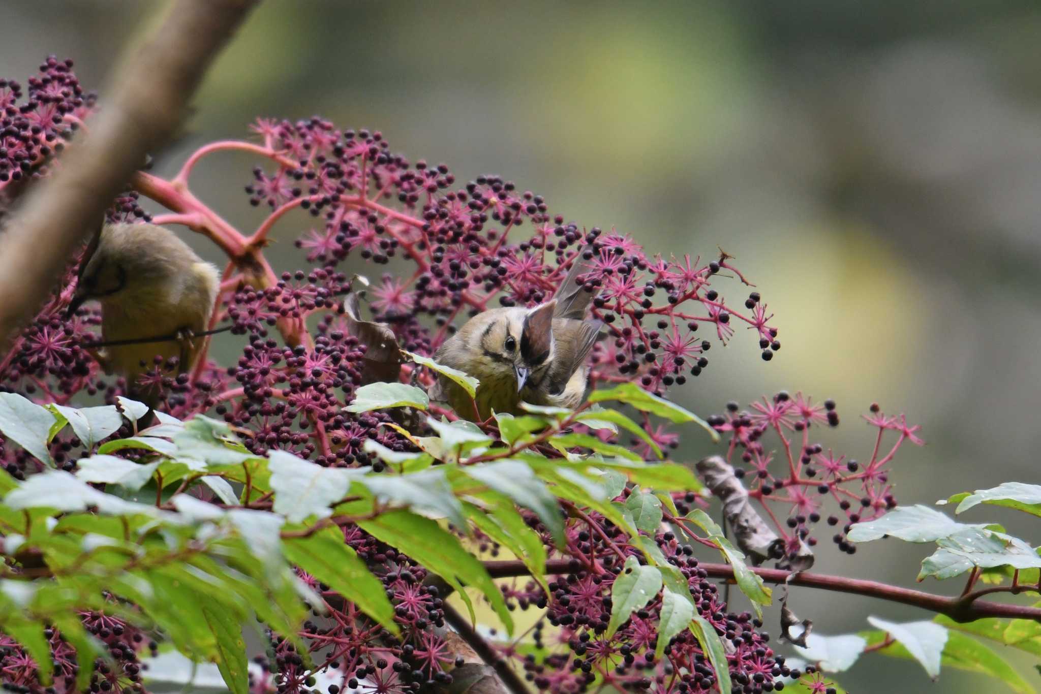 Photo of Taiwan Yuhina at 大雪山国家森林遊楽区 by あひる