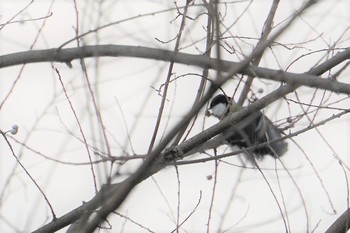 Japanese Tit 甲山森林公園 Wed, 2/6/2019