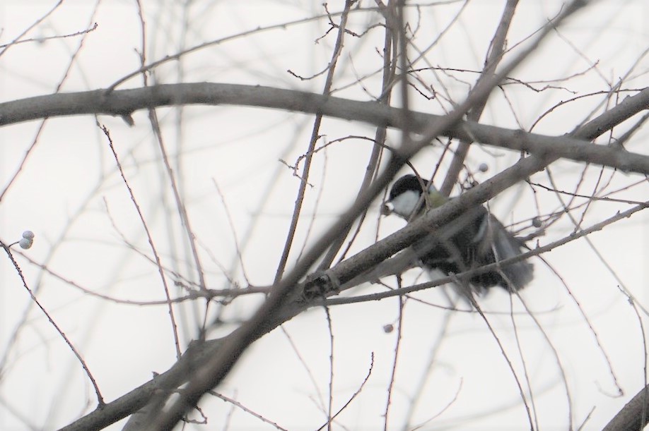 Photo of Japanese Tit at 甲山森林公園 by マル