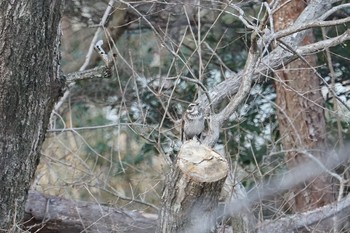 Dusky Thrush 甲山森林公園 Wed, 2/6/2019