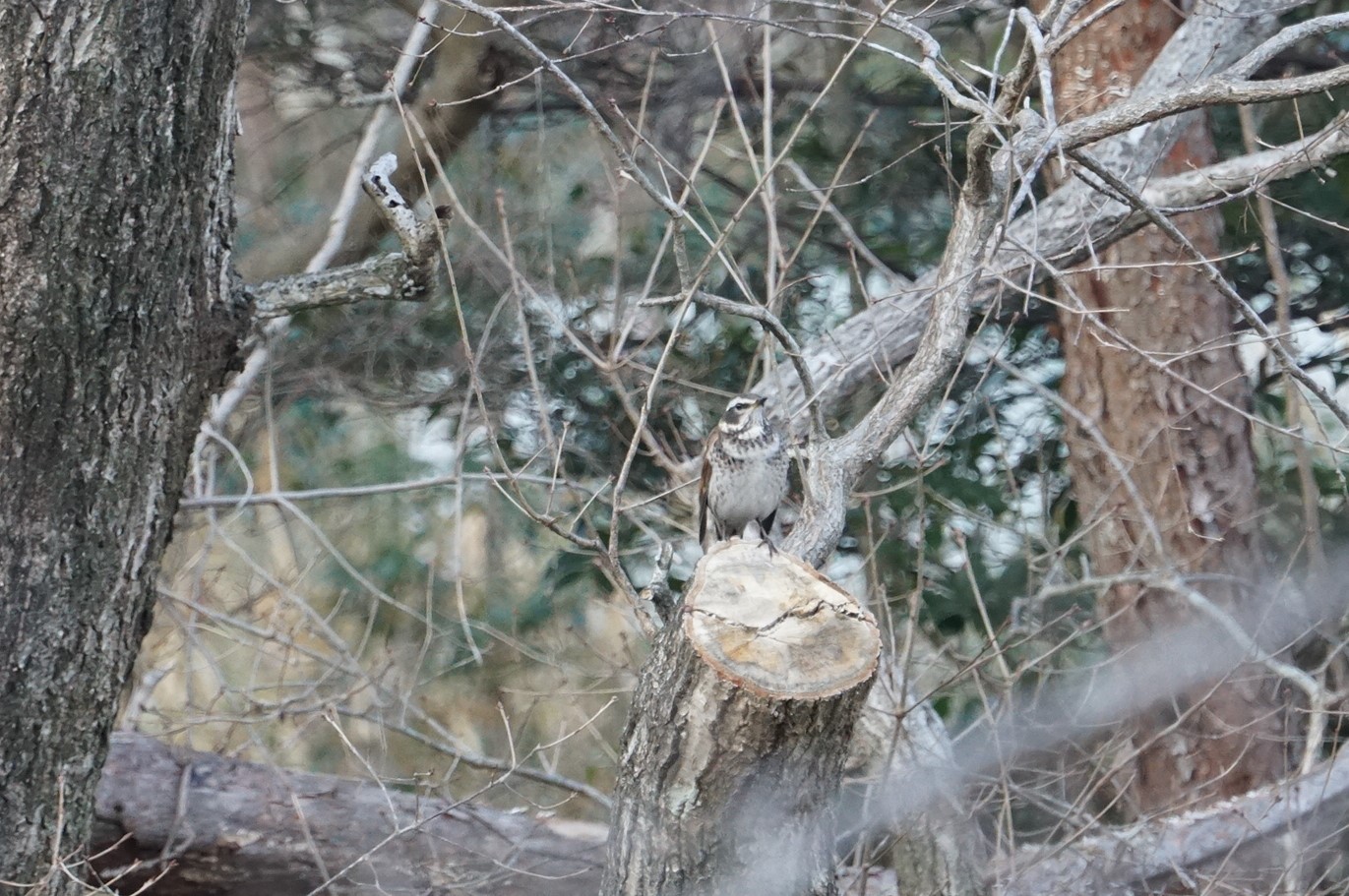 Photo of Dusky Thrush at 甲山森林公園 by マル