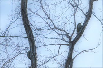 2019年2月6日(水) 甲山森林公園の野鳥観察記録