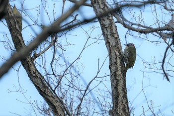 アオゲラ 甲山森林公園 2019年2月6日(水)