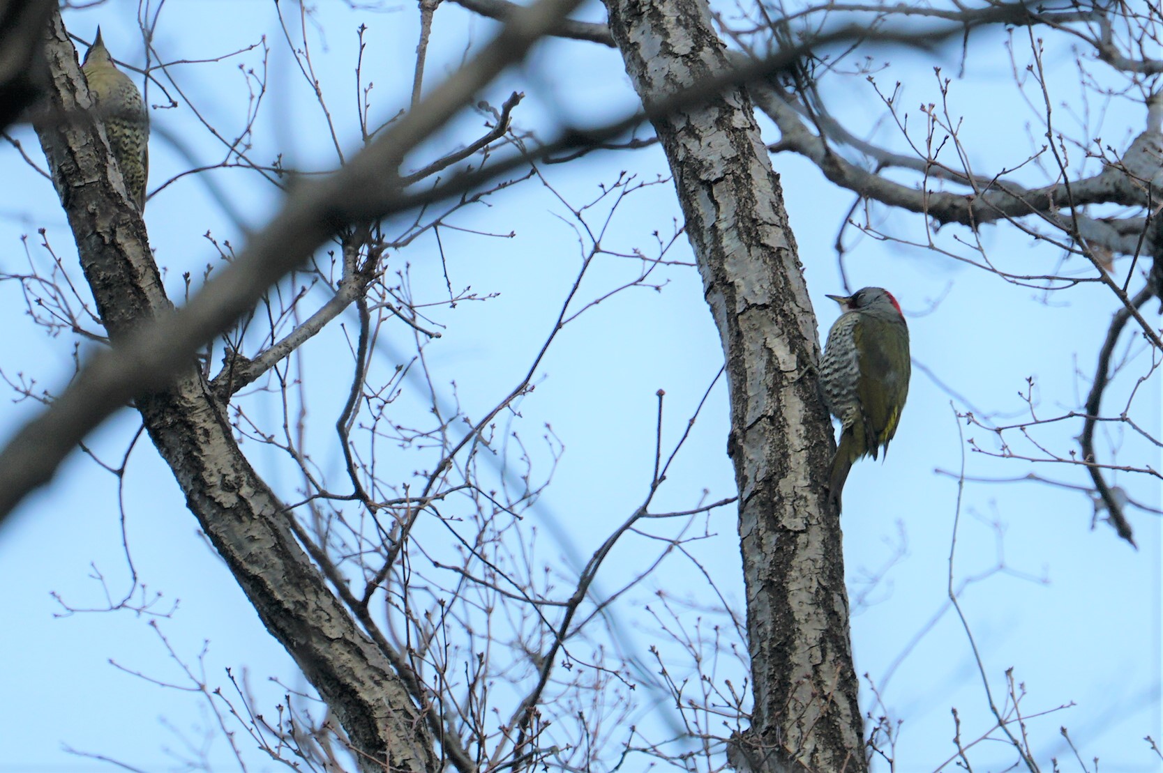 Photo of Japanese Green Woodpecker at 甲山森林公園 by マル