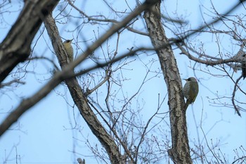 Japanese Green Woodpecker 甲山森林公園 Wed, 2/6/2019