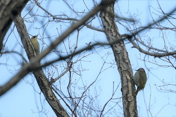 Japanese Green Woodpecker 甲山森林公園 Wed, 2/6/2019