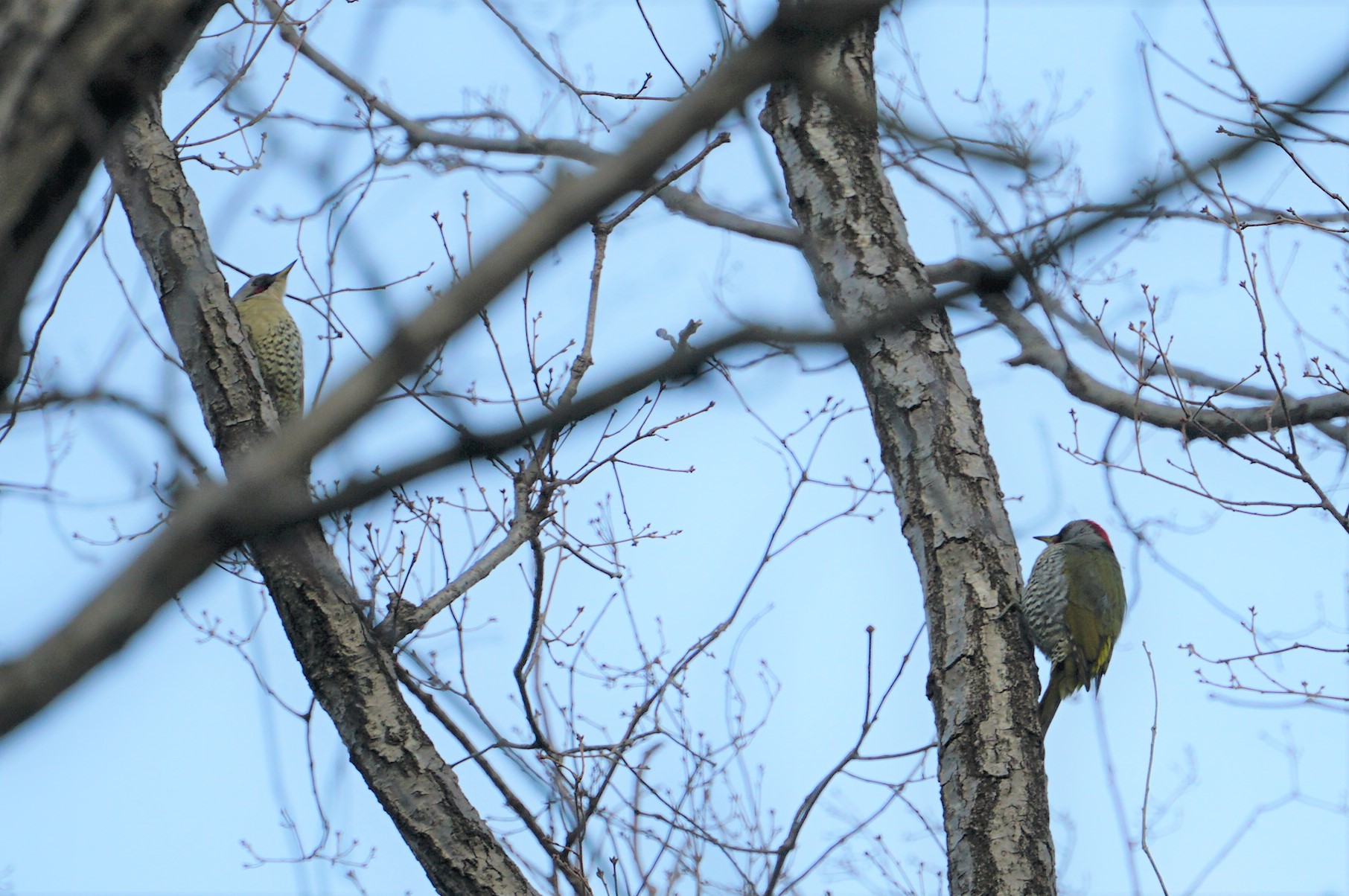 Photo of Japanese Green Woodpecker at 甲山森林公園 by マル