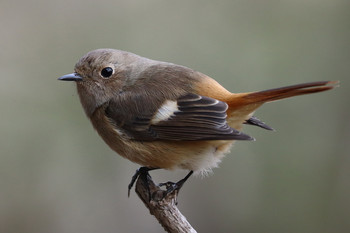 Daurian Redstart 東京都多摩地域 Tue, 2/5/2019