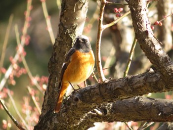 Daurian Redstart 京都御所 Fri, 2/1/2019