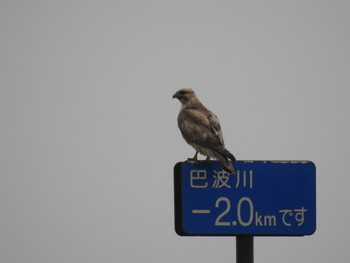 Fri, 3/31/2017 Birding report at Watarase Yusuichi (Wetland)