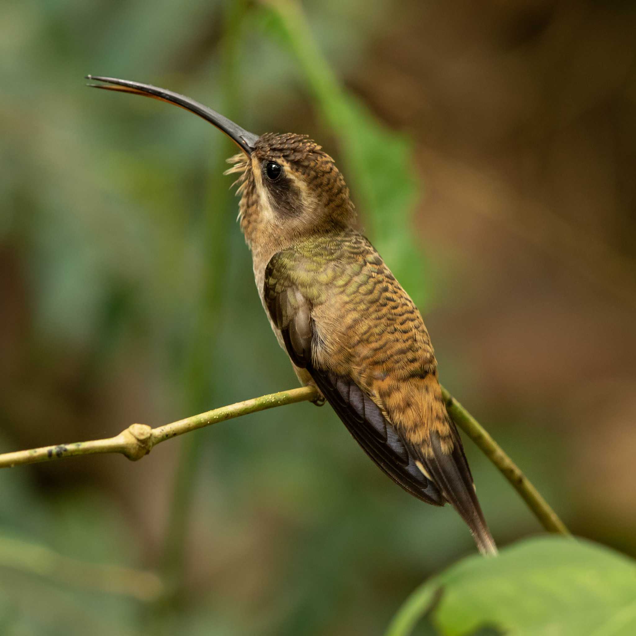 Photo of Long-billed Hermit at Panama Rainforest Discovery Center by Trio