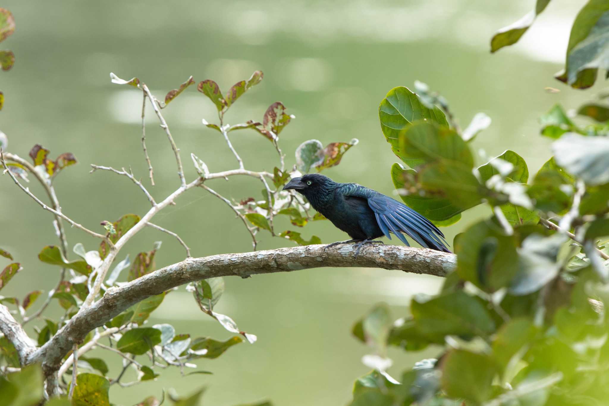 Photo of Greater Ani at Summit Ponds by Trio