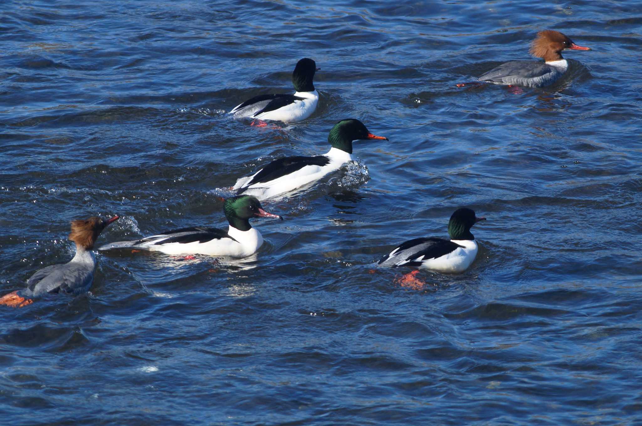 Photo of Common Merganser at 酒匂川 by bea