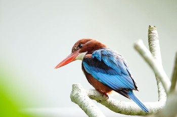 2019年1月27日(日) シンガポール植物園の野鳥観察記録