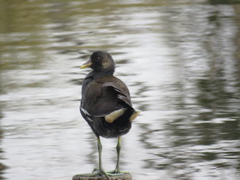 オオバン 見沼自然公園 2019年2月7日(木)