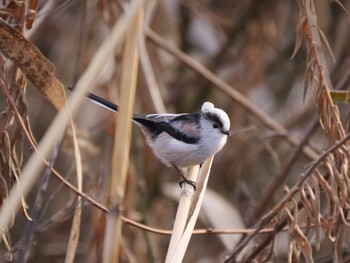 2019年2月7日(木) 弁天池公園の野鳥観察記録