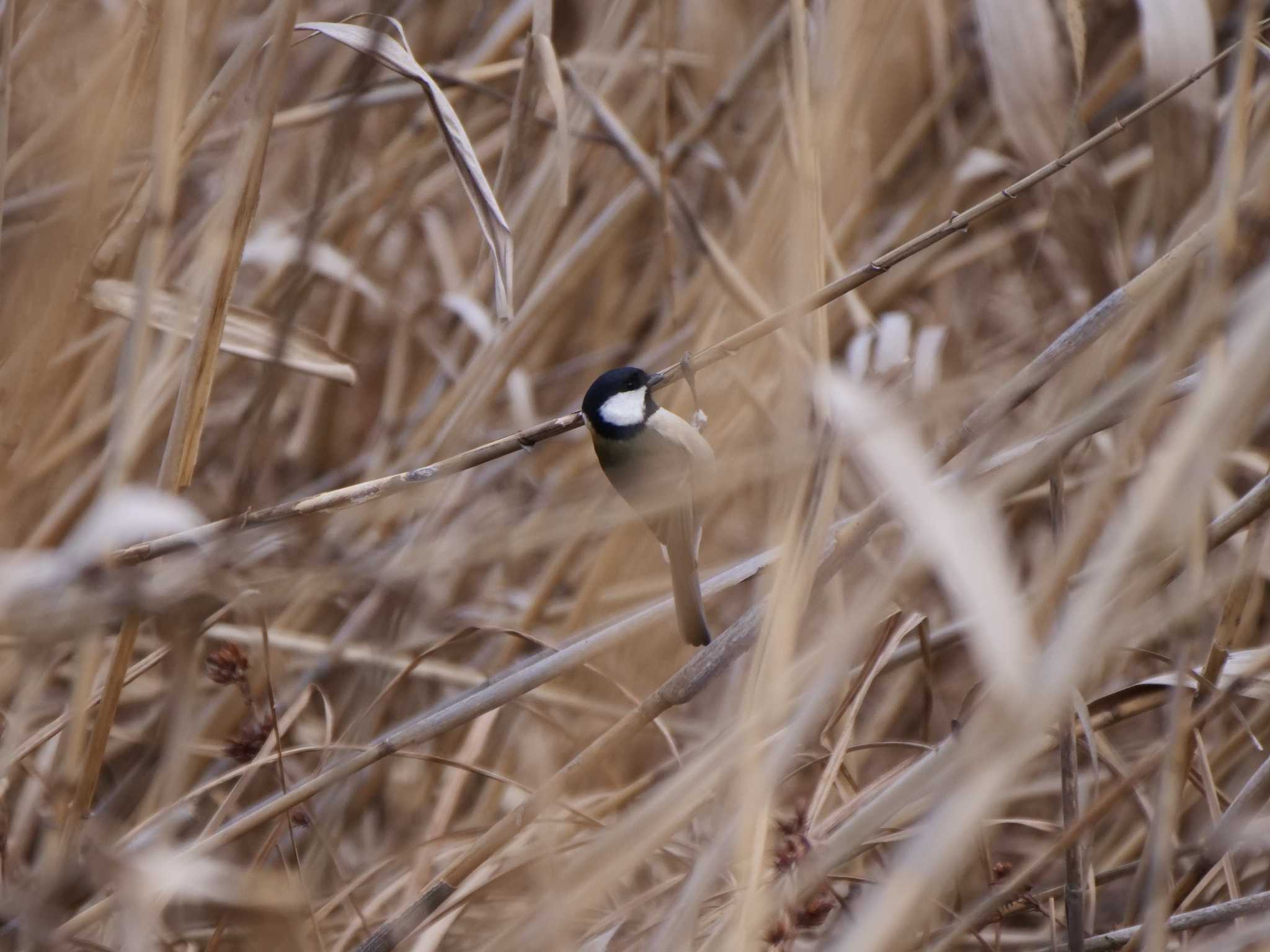 Photo of Japanese Tit at 弁天池公園 by 栗もなか