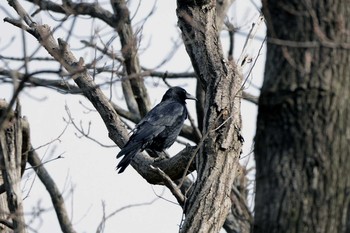 ハシボソガラス 加木屋緑地 2019年2月7日(木)