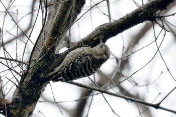 2019年2月7日(木) 加木屋緑地の野鳥観察記録