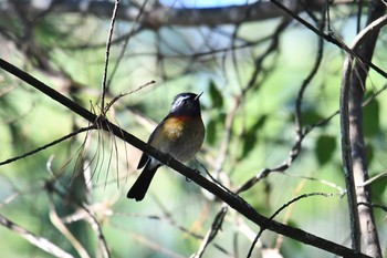 Collared Bush Robin 大雪山国家森林遊楽区 Fri, 1/18/2019