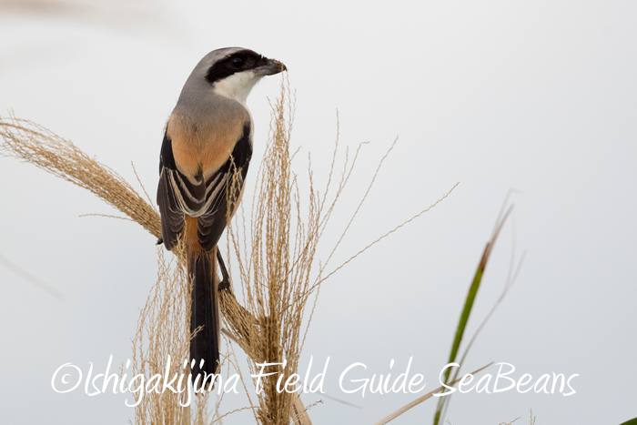 Photo of Long-tailed Shrike at Ishigaki Island by 石垣島バードウオッチングガイドSeaBeans