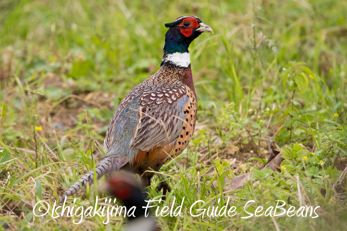 Photo of Common Pheasant at Ishigaki Island by 石垣島バードウオッチングガイドSeaBeans