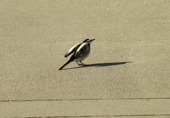 ハクセキレイ 直島(香川県) 2019年2月4日(月)