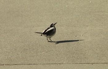 ハクセキレイ 直島(香川県) 2019年2月4日(月)