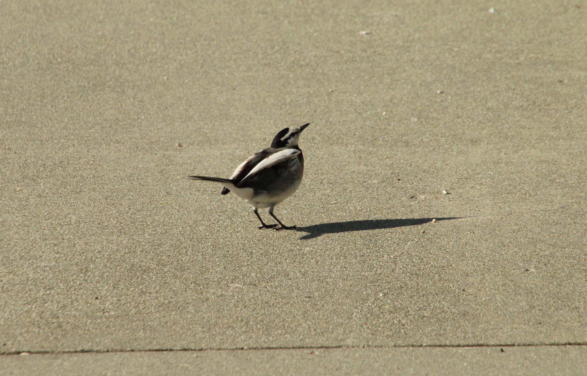 Photo of White Wagtail at 直島(香川県) by AMEMIYASATO