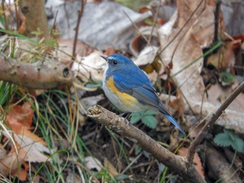 2019年2月7日(木) 町田〜相模原界隈の野鳥観察記録