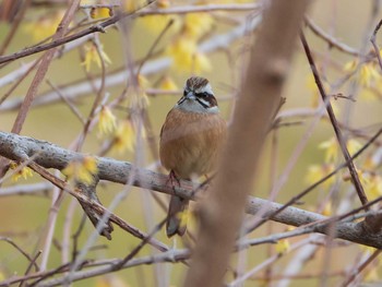 2019年2月3日(日) 秩父市芦ヶ久保の野鳥観察記録