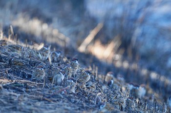 スズメ 酒匂川 2019年1月27日(日)