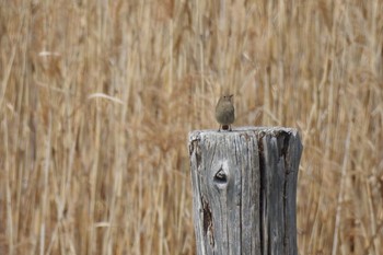 2017年4月2日(日) 葛西臨海公園の野鳥観察記録