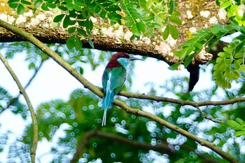 ルリノドハチクイ シンガポール植物園 2019年1月27日(日)