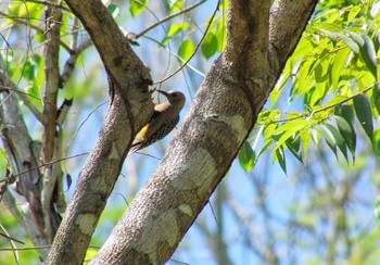 Hoffmann's Woodpecker