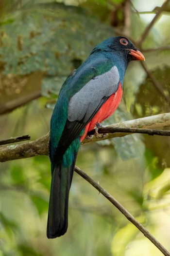 オグロキヌバネドリ Plantation Road(Soberania NP) 2019年1月3日(木)