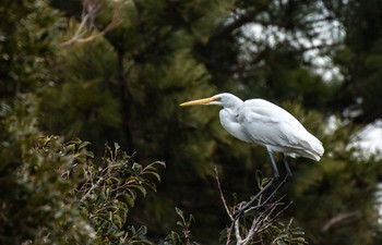 チュウサギ 愛知県吉良漁港 2019年2月8日(金)